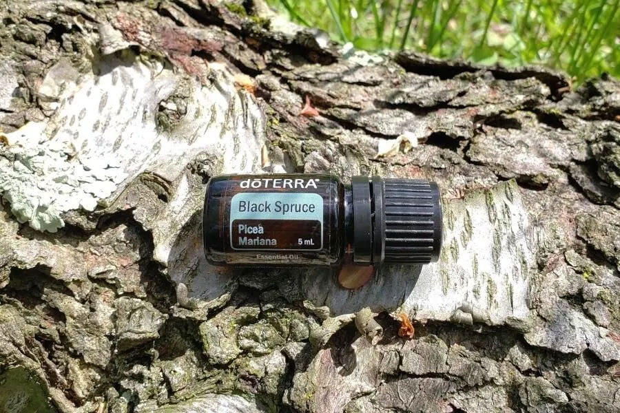 doTERRA Fekete Lucfenyő (Black Spruce) illóolaj (5ml)